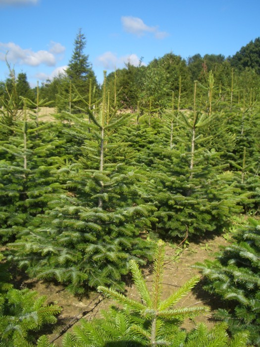 FUN MILES VERZILVEREN VOOR KERSTBOMEN EN VUURWERK