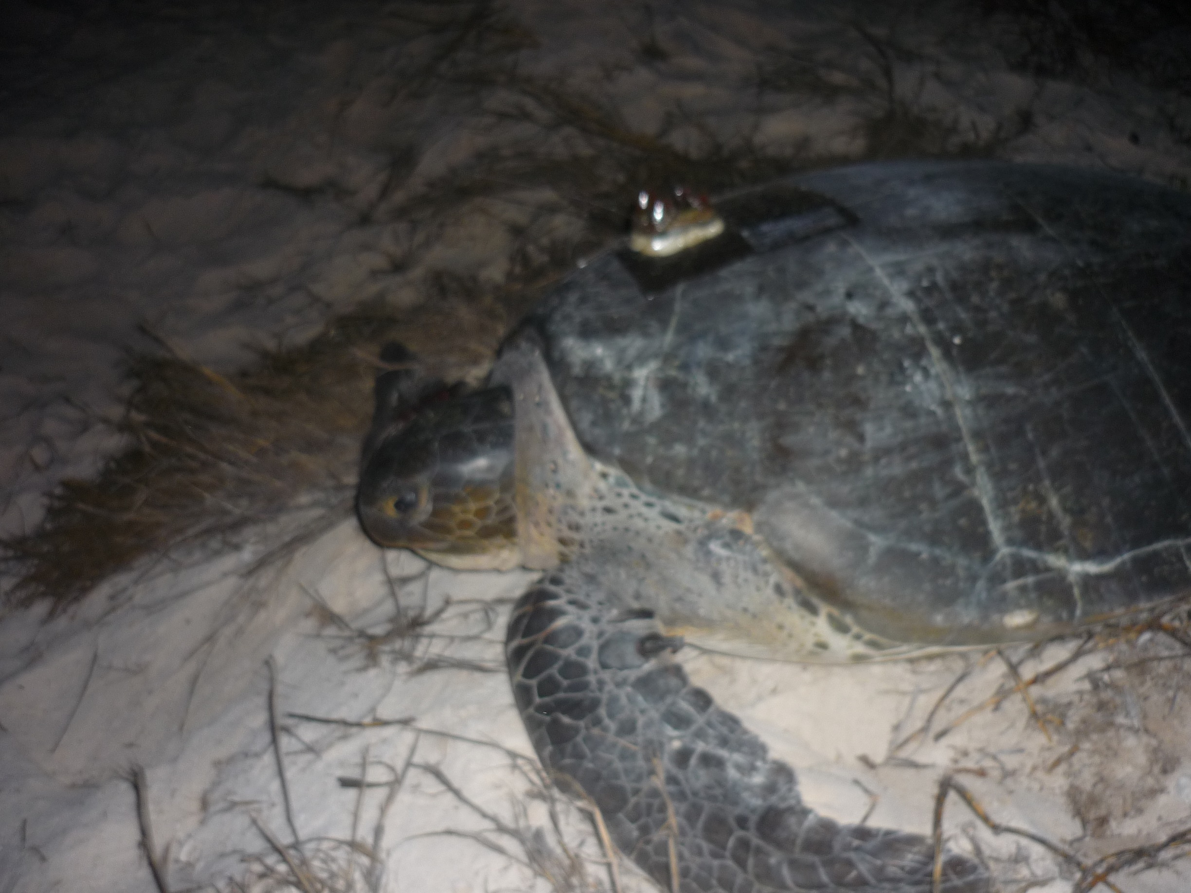 Omzwervingen Curaçaose zeeschildpadden vanaf nu per satelliet te volgen