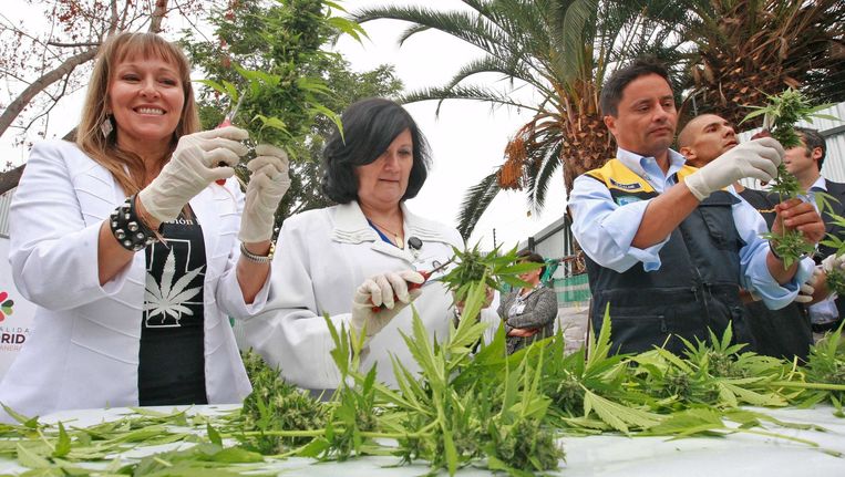 “.. Mester kuminsá ke stapnan pa sikiera dekriminalisá cannabis (mariwana) den nos pais ..”