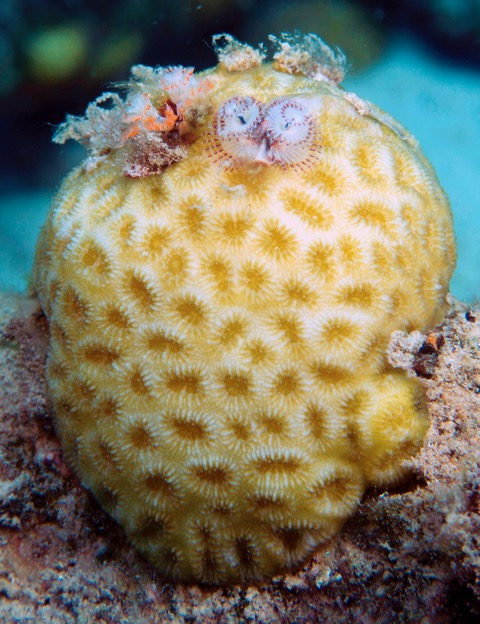 New discoveries on relationships between host corals, crabs and christmas tree worms